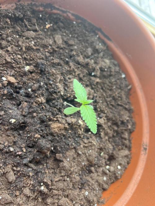 Summer 2026. Week 2 - Day 8 - Cookies