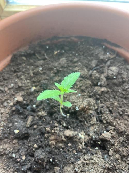 Summer 2026. Week 2 - Day 9 - Cookies