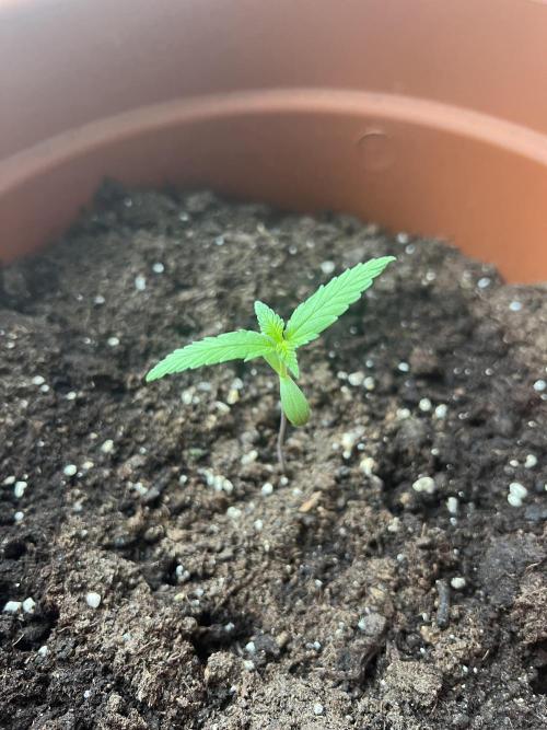Summer 2026. Week 2 - Day 9 - Cookies