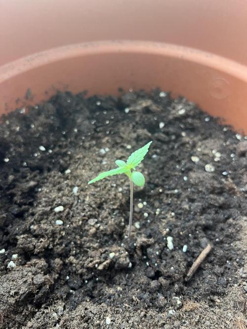 Summer 2026. Week 2 - Day 9 - Cookies