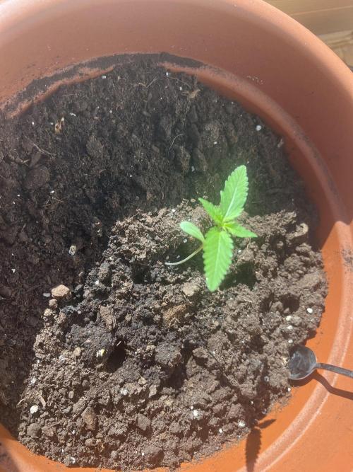 Summer 2026. Week 2 - Day 10 - Cookies