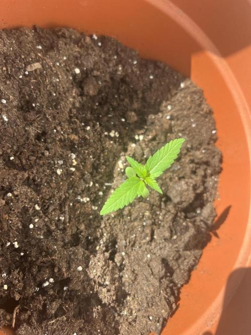 Summer 2026. Week 2 - Day 10 - Cookies