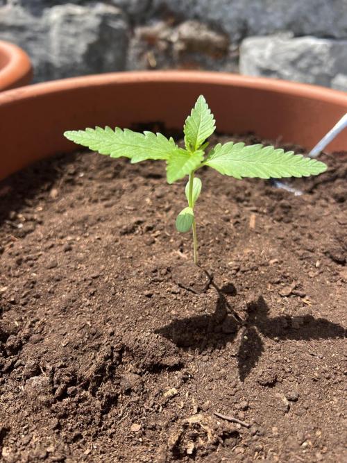 Summer 2026. Week 2 - Day 11 - Cookies