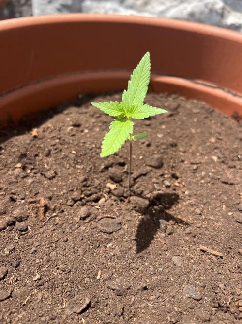 Summer 2026. Week 2 - Day 11 - Cookies
