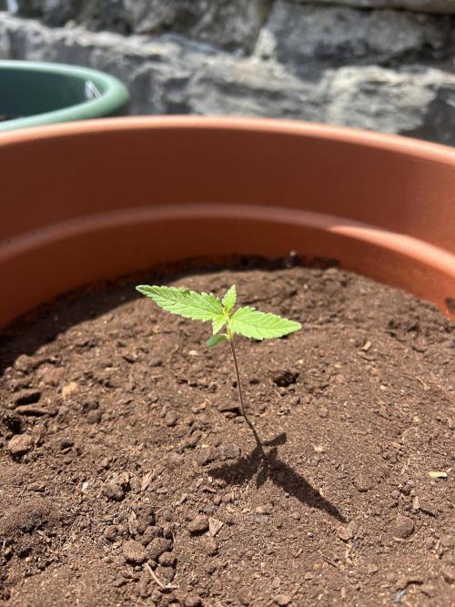 Summer 2026. Week 2 - Day 11 - Cookies