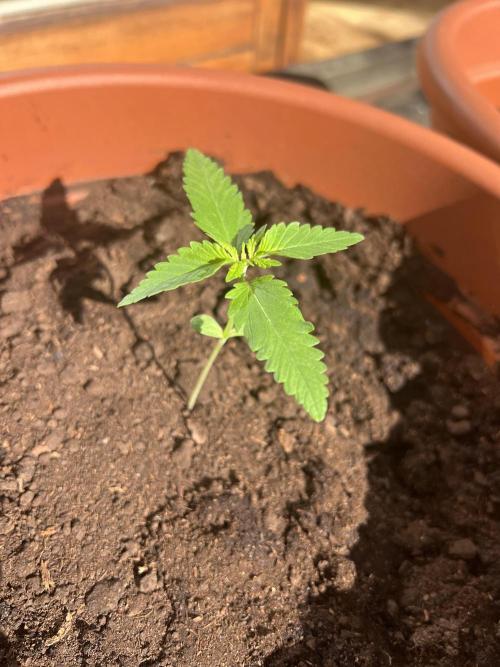 Summer 2026. Week 2 - Day 12 - Cookies