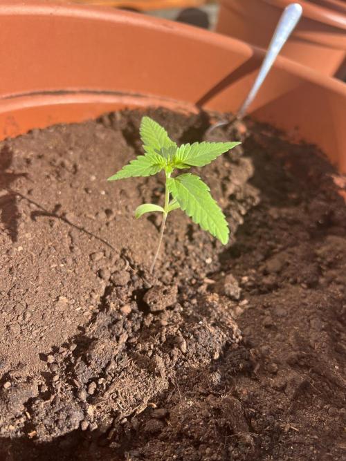 Summer 2026. Week 2 - Day 12 - Cookies