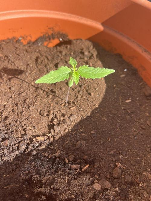 Summer 2026. Week 2 - Day 12 - Cookies