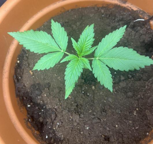 Summer 2026. Week 3 - Day 18 - Cookies