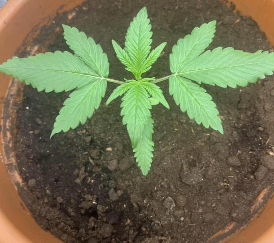 Summer 2026. Week 3 - Day 18 - Cookies