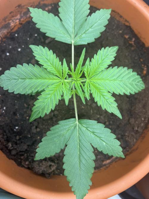 Summer 2026. Week 3 - Day 20 - Cookies