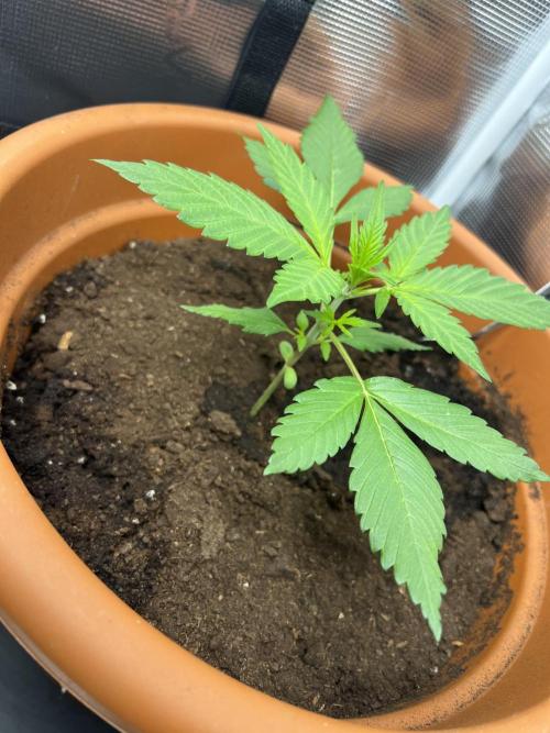 Summer 2026. Week 3 - Day 21 - Cookies