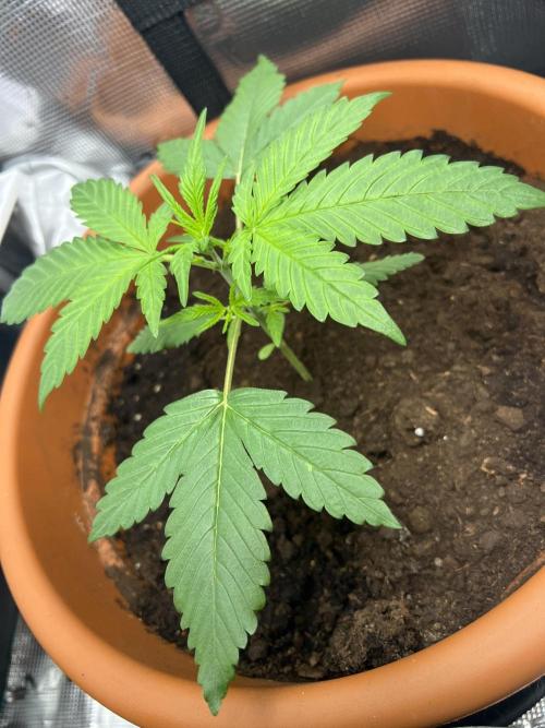 Summer 2026. Week 3 - Day 21 - Cookies