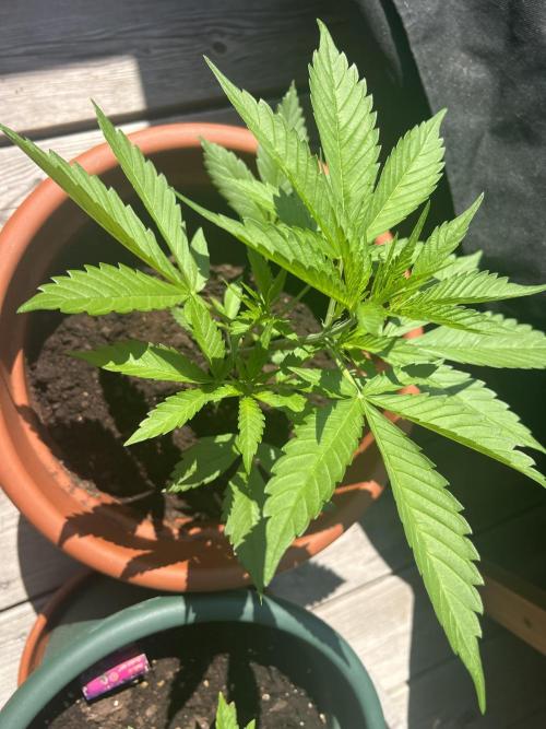 Summer 2026. Week 4 - Day 27 - Cookies