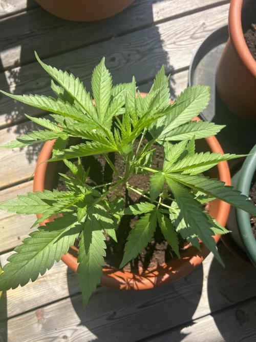Summer 2026. Week 4 - Day 27 - Cookies
