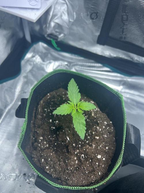 Auto Imperium X. Week 2