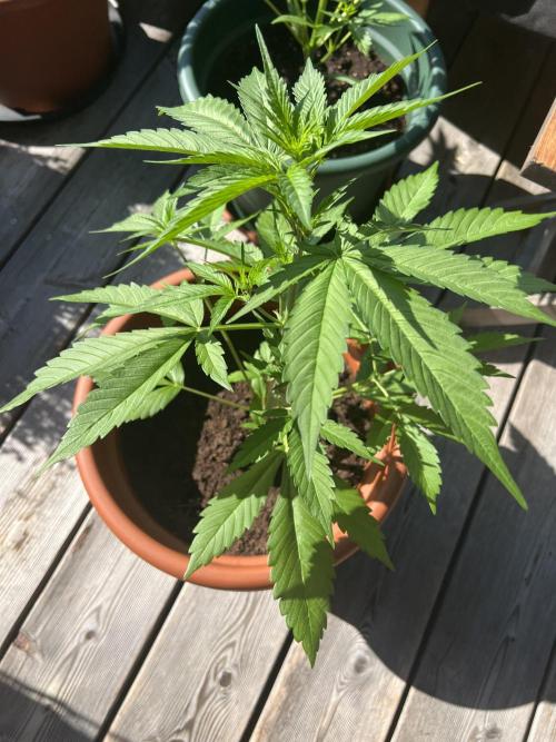 Summer 2026. Week 5 - Day 30 - Cookies