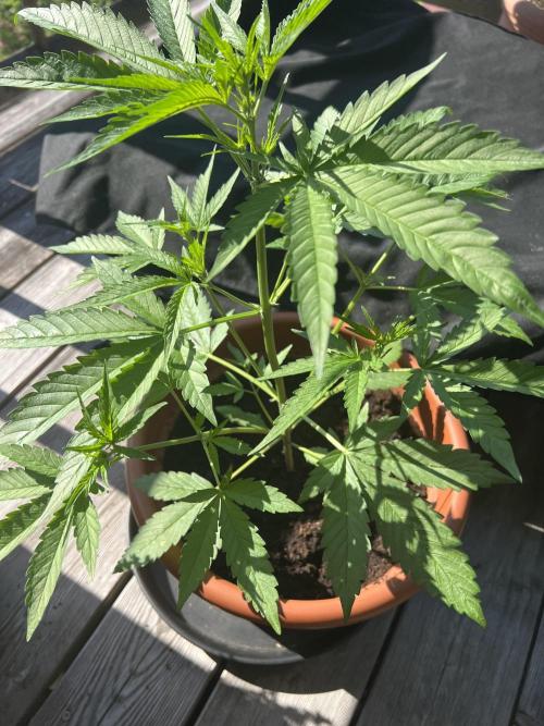 Summer 2026. Week 5 - Day 30 - Cookies