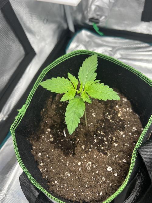 Auto Imperium X. Week 2