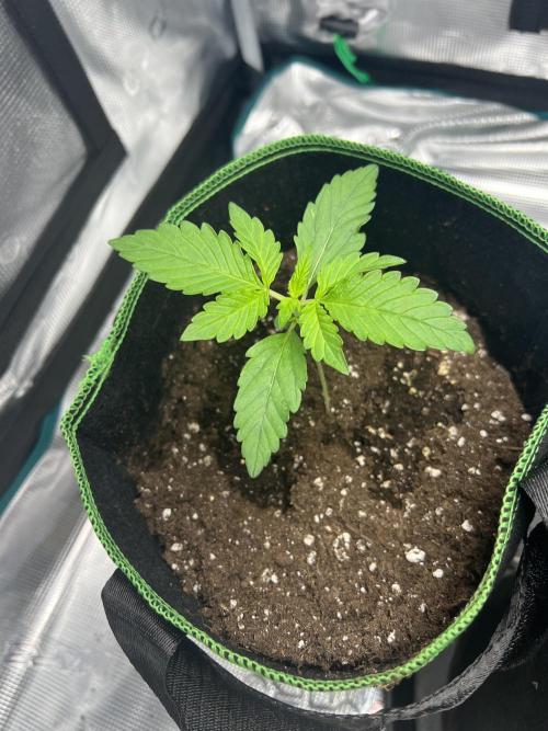 Auto Imperium X. Week 2