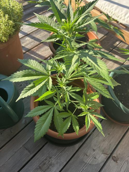 Summer 2026. Week 5 - Day 31 - Cookies