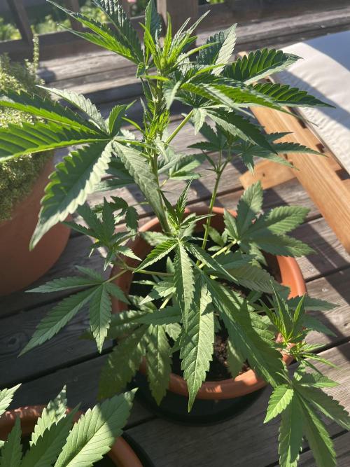 Summer 2026. Week 5 - Day 31 - Cookies