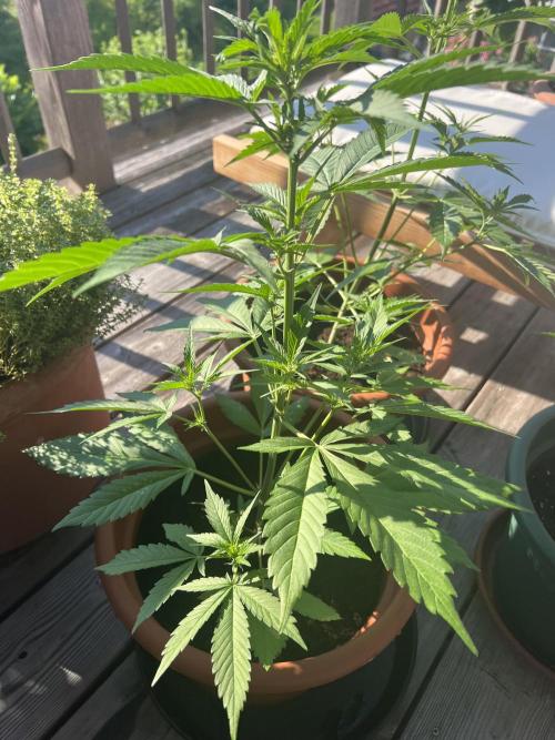 Summer 2026. Week 5 - Day 32 - Cookies