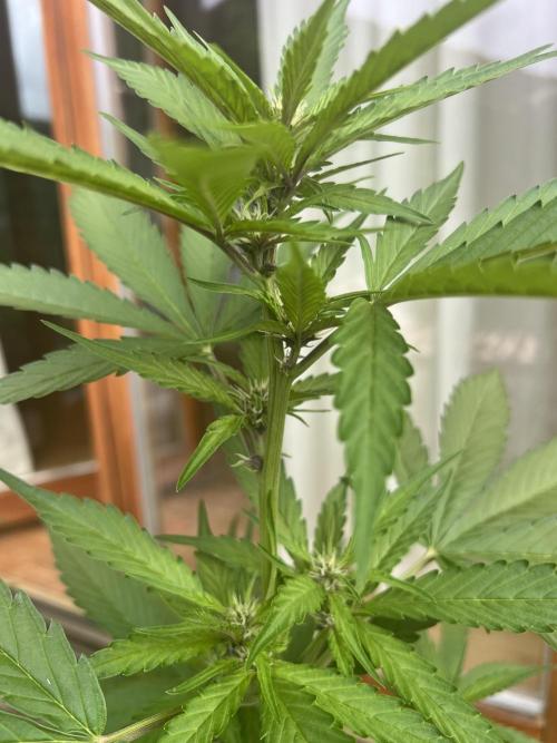 Summer 2026. Week 6 - Flowers Cookies Day 36