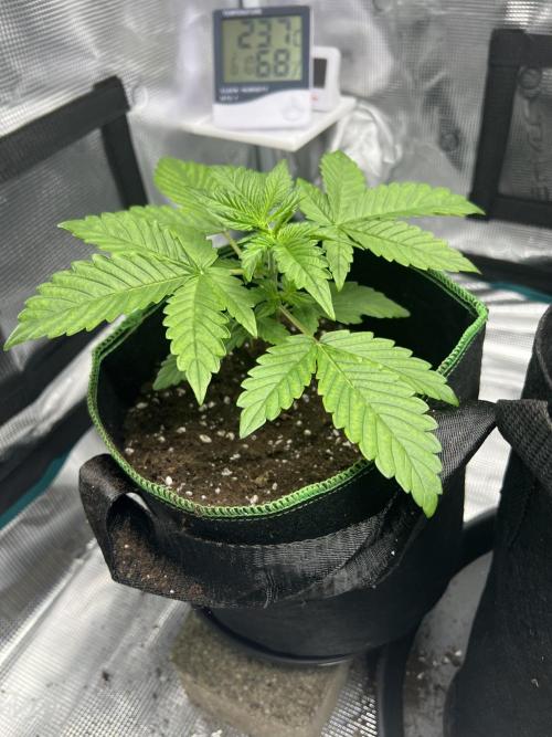 Auto Imperium X. Week 3