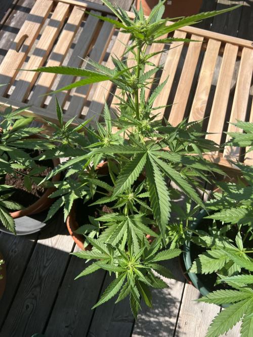 Summer 2026. Week 6 - Day 37 - Cookies