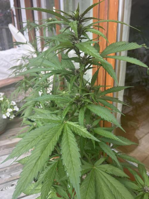 Summer 2026. Week 6 - Day 40 - Cookies
