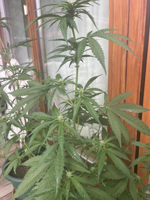 Summer 2026. Week 6 - Day 40 - Cookies