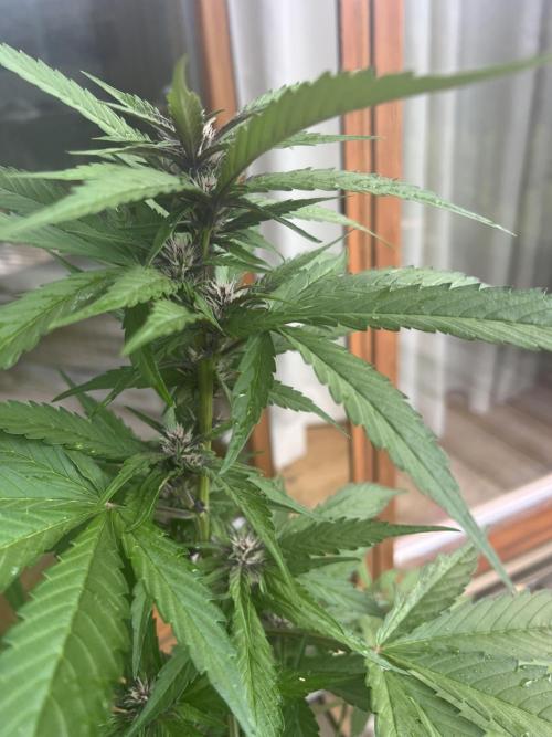 Summer 2026. Week 6 - Day 40 - purple cookie pheno
