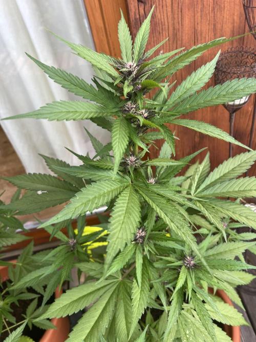 Summer 2026. Week 6 - Day 41 - cookies