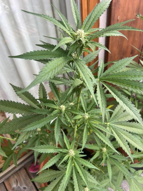 Summer 2026. Week 6 - Day 41 - Cookies