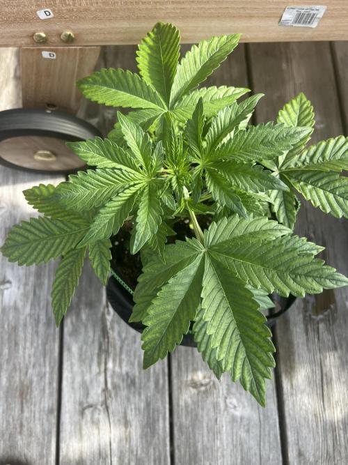 Indoor 2026. Week 4 - Day 24 - Outdoor Time