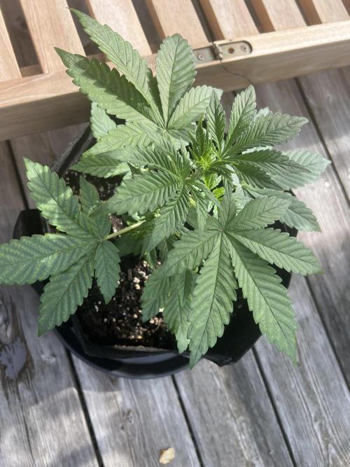 Indoor 2026. Week 4 - Day 24 - Outdoor Time