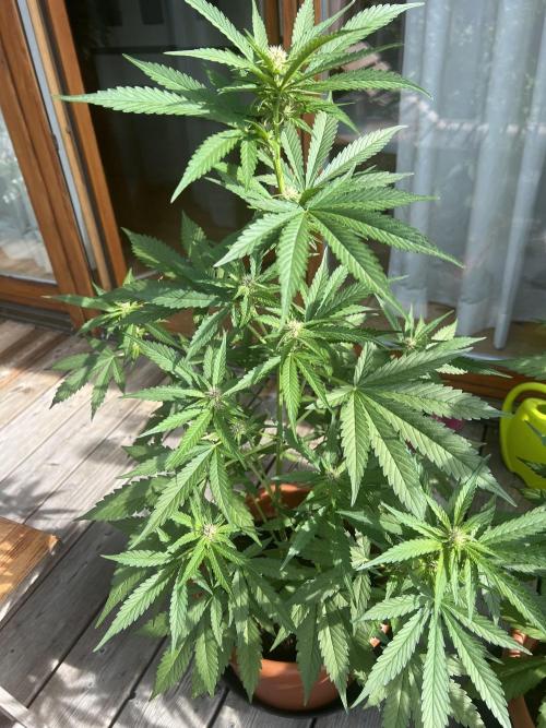 Summer 2026. Week 6 - Day 42 - Cookies