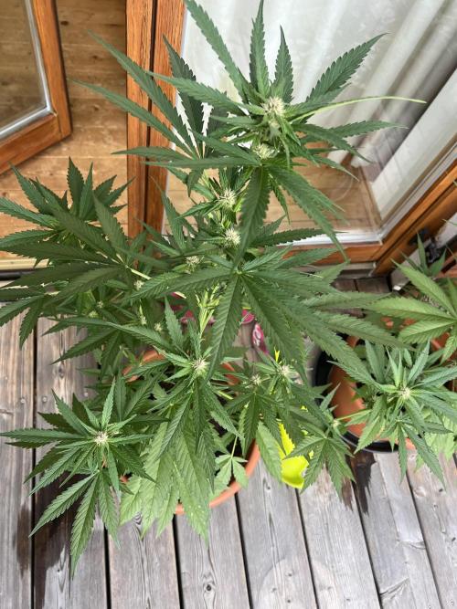 Summer 2026. Week 7 - Day 44 - Cookies