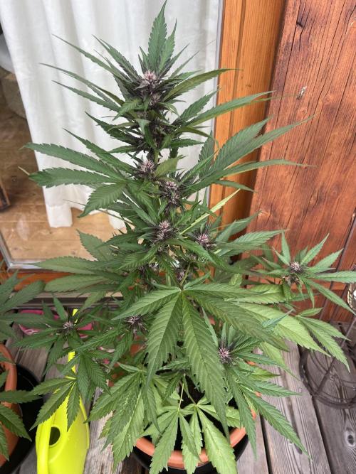 Summer 2026. Week 7 - Das 44 - Cookies