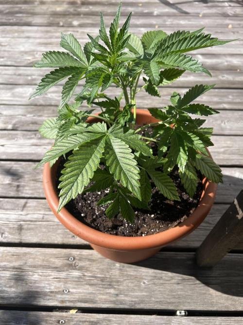 Indoor 2026. Week 4 - Day 27 - put her in a bigger pot