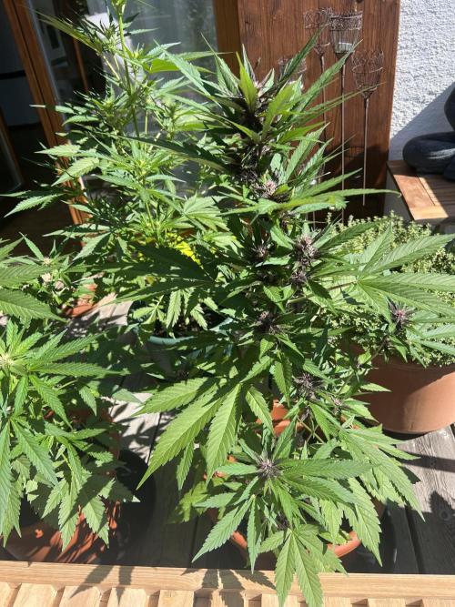 Summer 2026. Week 7 - Day 45 - Cookies