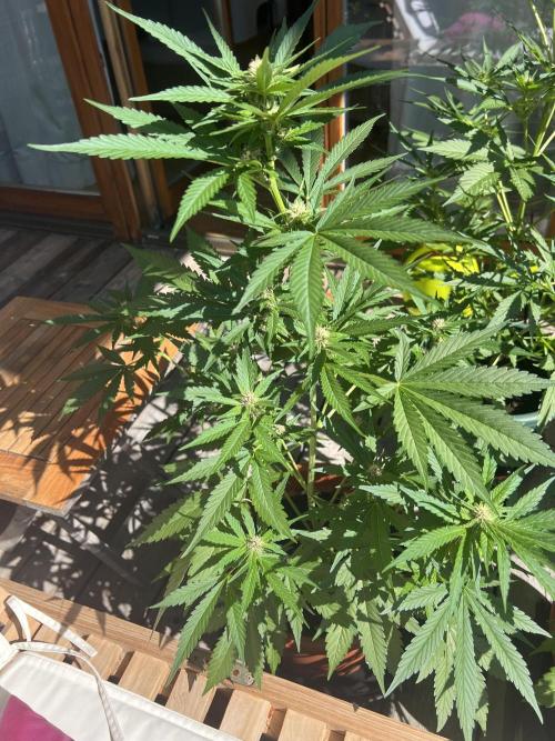 Summer 2026. Week 7 - Day 45 - Cookies