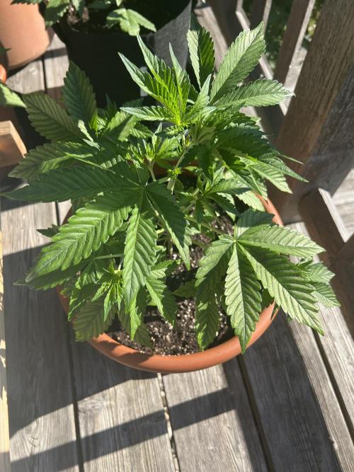 Indoor/Outdoor 2026. Week 5 - Day 28 - outside for the summer weather