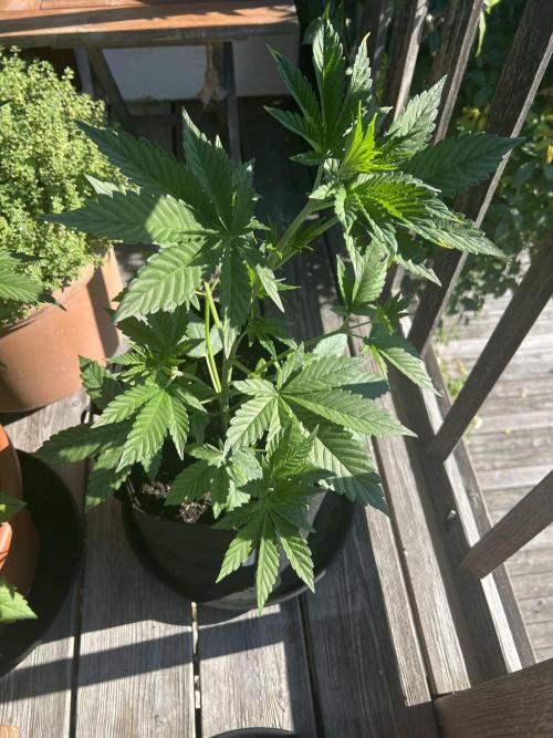 Auto Imperium X. Week 5
