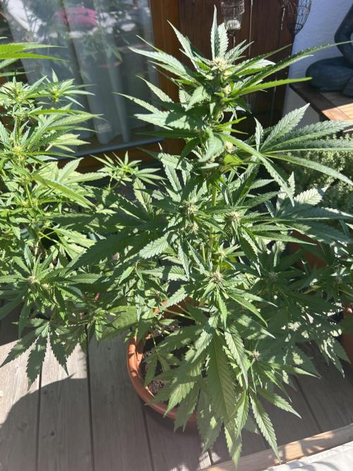 Summer 2026. Week 7 - Day 46 - Cookies
