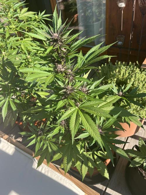 Summer 2026. Week 7 - Day 46 - Cookies