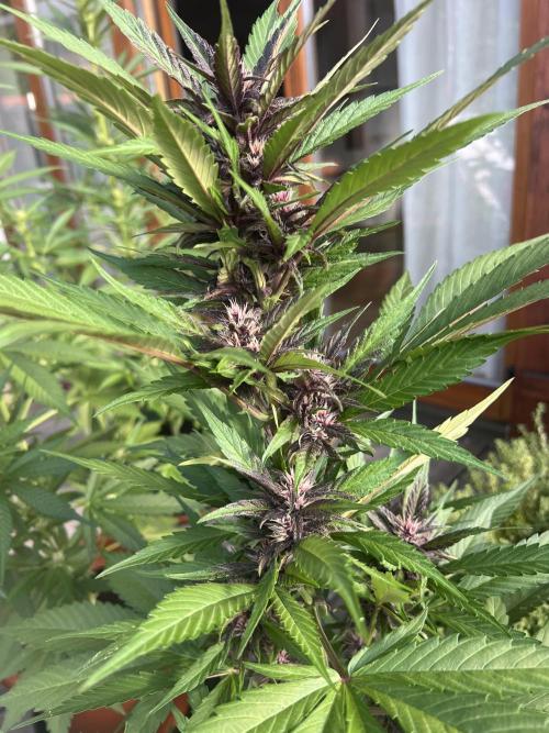 Summer 2026. Week 7 - Day 47 - Cookies