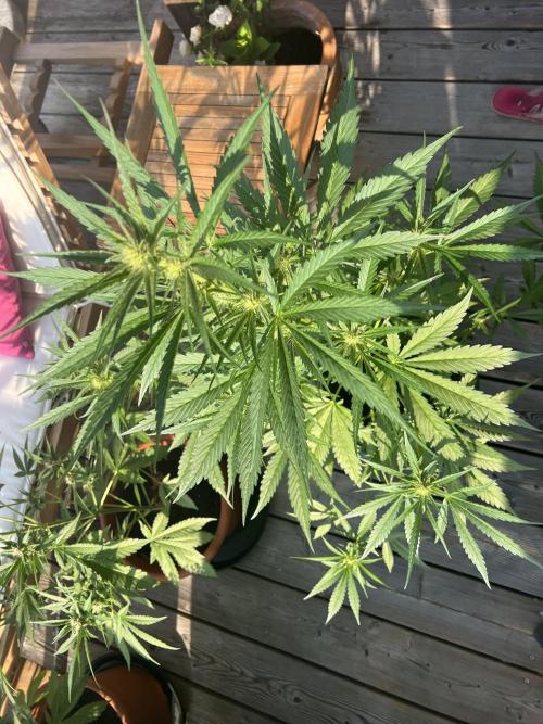 Summer 2026. Week 7 - Day 47 - Cookies