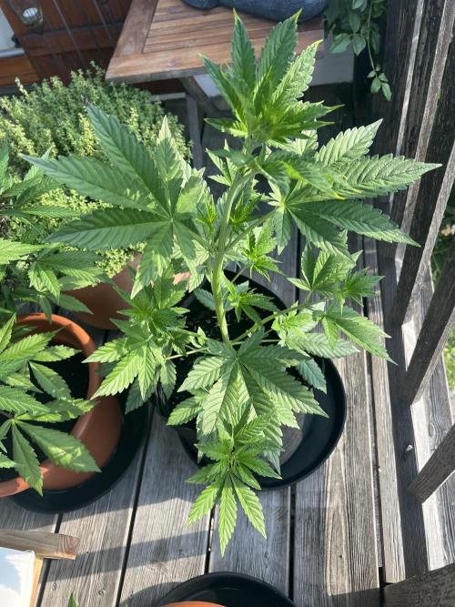 Indoor/Outdoor 2026. Week 5 - Day 29